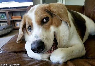 Cachorro nacido con columna vertebral corta y sin cuello encuentra una familia que lo ama tal como es