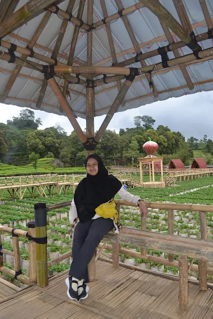 Ci Walini Ciwidey, Sewa Villa - Tiket Adventure - Strawberry petik sendiri dan spot foto