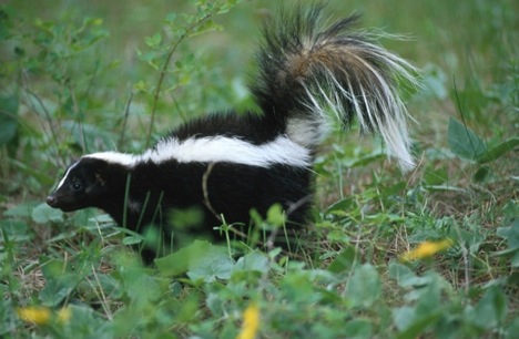 skunk Mekanisme Pertahanan Diri Hewan Yang Dahsyat