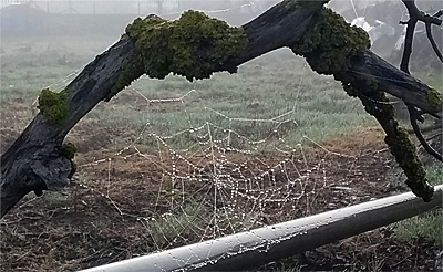 Telaraña ''visible'' por el rocio