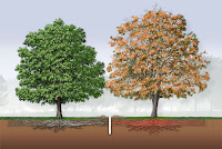 Barrier Trees6