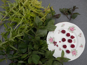 My homegrown harvest, June 2019.  from UK garden blogger secondhandsusie.blogspot.com #homegrownharvest #suburbanharvest #growyourown 