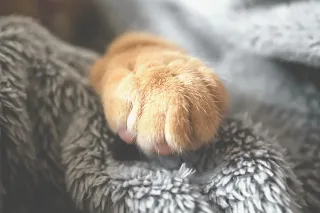 primer plano de pata de gato con las uñas retraídas