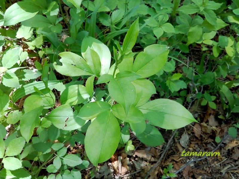 Атрактилодес яйцевидный / Веретенник яйцевидный (Atractylodes ovata, =Atractylodes lancea)