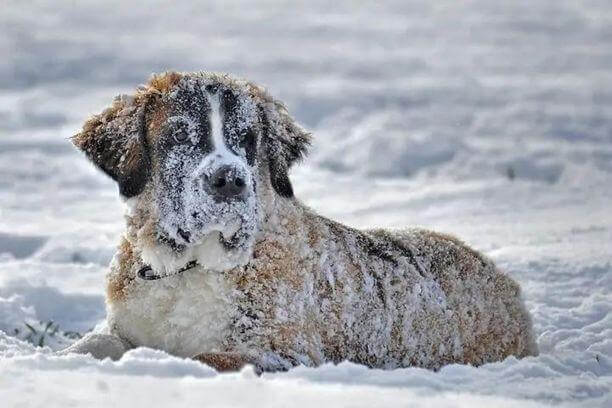 Race de chien Saint-Bernard: caractère, santé, alimentation et prix