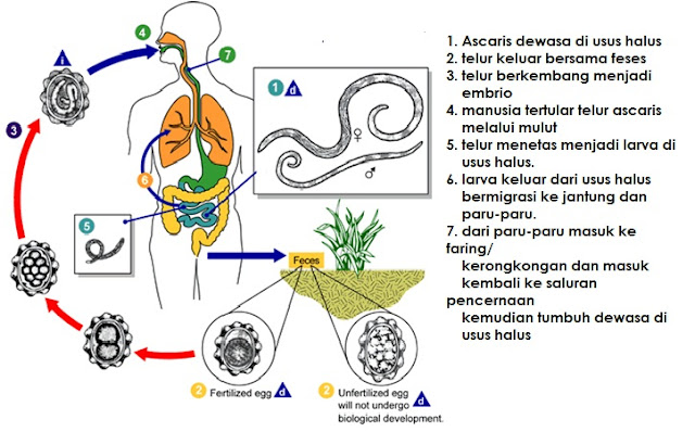 Siklus hidup Ascaris Lumbricoide