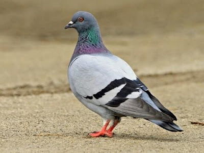 कबूतर के बारे में हिंदी में जानकारी | Information About Pigeon In Hindi