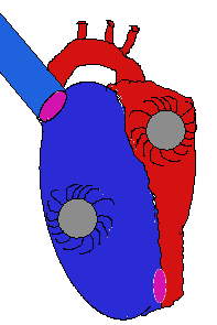 Rotary pumps and glucolysis makes it work