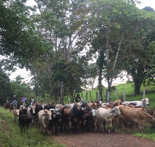 Fuerza Pública y Senasa decomisan 17 reses presuntamente contrabandeadas desde Nicaragua 