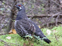 male spruce grouse in vermont usa