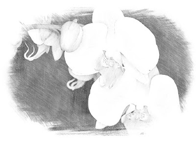 Sketsa gambar bunga anggrek