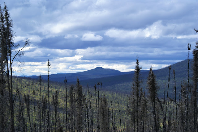 View of Table Top Mountain through burnt tress