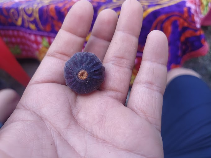 बेडू | Bedu|उत्तराखंड का अमृत: बेडू फल