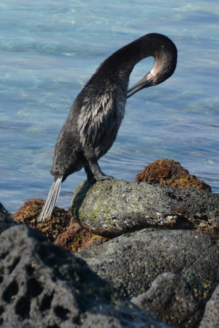 Espinoza Point bird