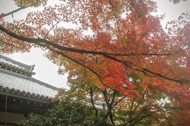 常寂光寺_紅楓