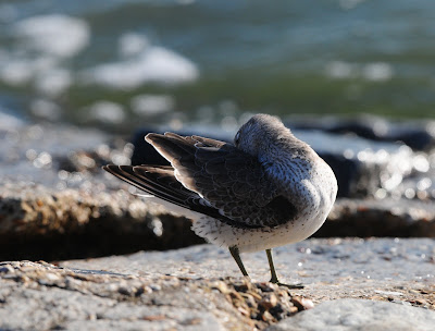 Knot at Southsea Castle