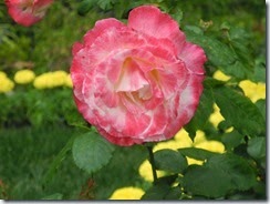 DSCN3557