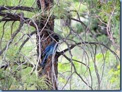 4354 Stellers Jay at Fairyland Canyon Bryce Canyon National Park UT