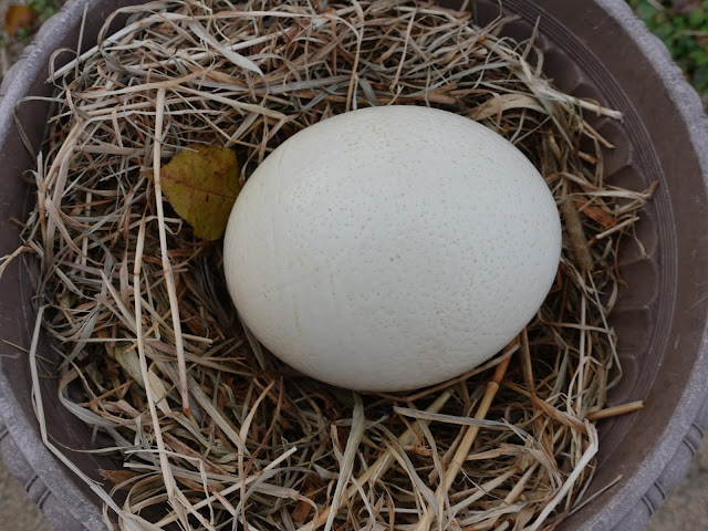 秋吉台サファリランドのダチョウの卵？
