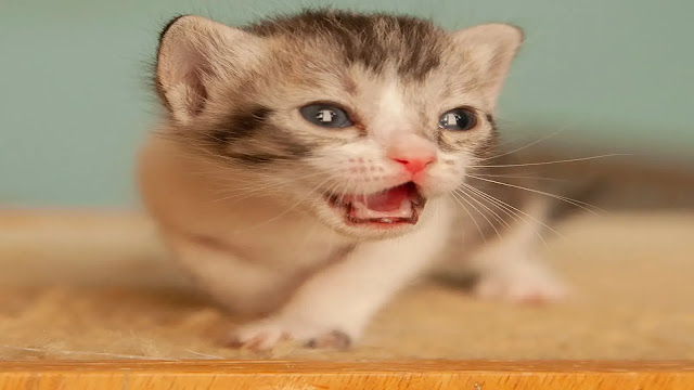 Kitten Teething