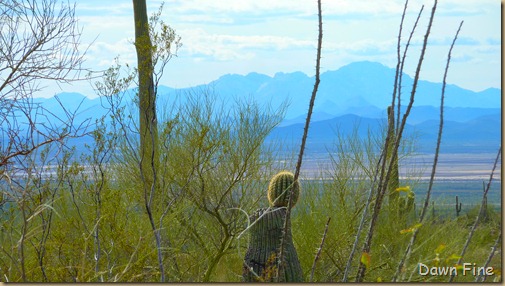 Desert museum_151