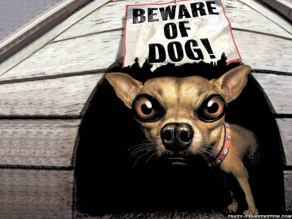 beware-of-dog-funny-animal-wallpapers.jpg