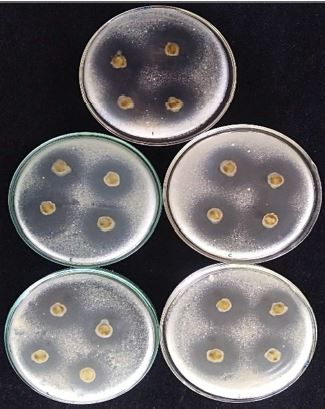 In vitro assay of Bidens pilosa Linn. aqueous extract against postharvest fungal pathogens on Corn and Peanut