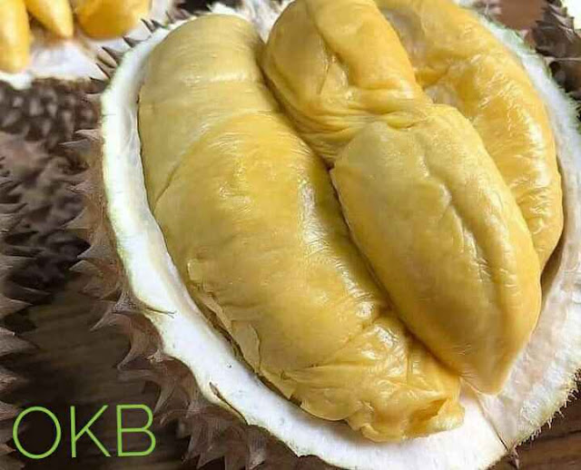 gambar buah durian montong