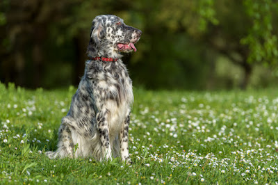 english setter puppy pictures