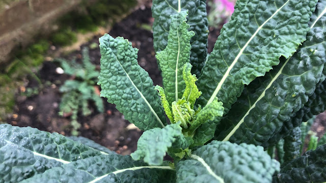 New leaves of Black Tuscan kale growing