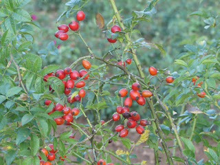 Rosa Rosa rubiginosa Escaramujo