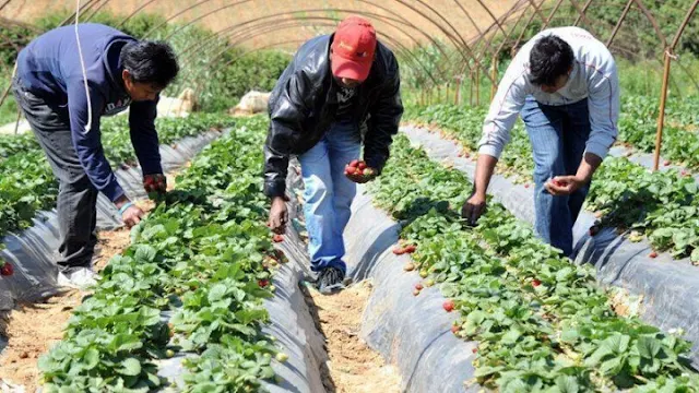Το Συνδικάτο Τροφίμων Αργολίδας ζητάει λύση στα προβλήματα των εργατών γης