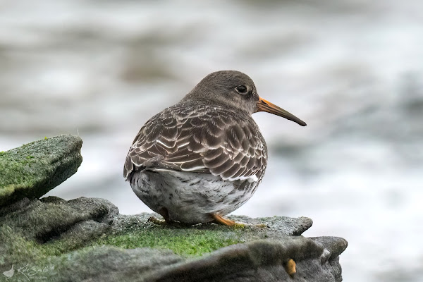 Purple sandpiper