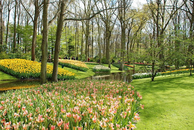 tulipany kompozycje