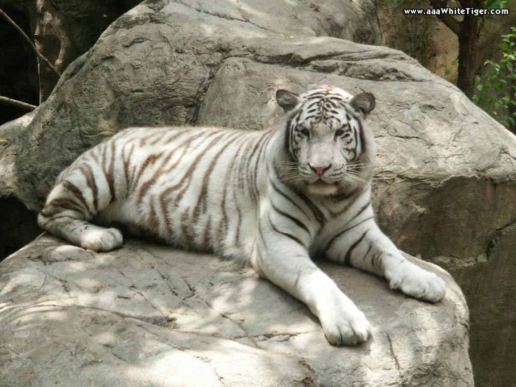 TIGER WALLPAPERS: White Tiger On Rocks Wallpaper