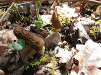 Morchella elata