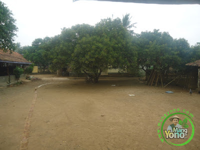 FOTO 4 :   Tanaman Rambutan di pekarangan rumah sedang berbunga