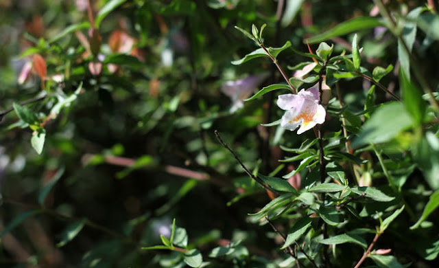 Abelia Parvifolia Flowers