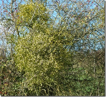 6 mistletoe in the sun