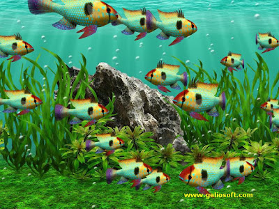 Aquarium fish Free Photos for free download