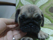 Parent Imported Tiny Pug Puppy With MKA Cert(SOLD)