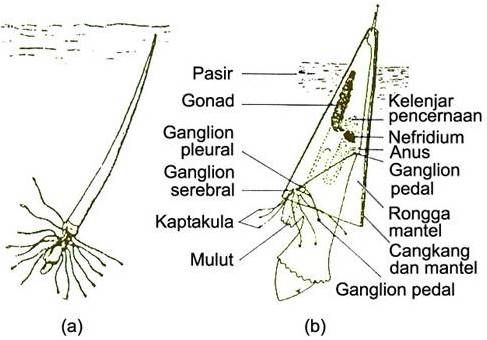 Deskripsi Beserta Klasifikasi Mollusca Masrukhin s Died 