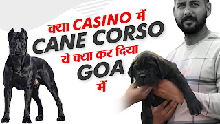 Buy Cane Corso in Punjab India