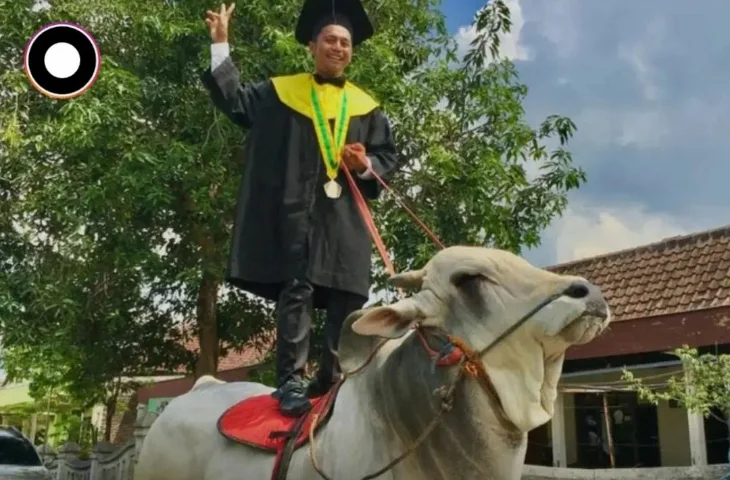 Langka, Video Mahasiswa Univet Bantaran Tunggangi Sapi saat Wisuda Viral di Medsos