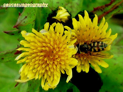 beautiful yellow flower free stock image