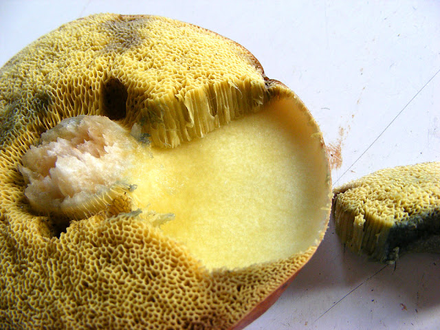 Bay-brown Bolete Xerocomus badius, showing tubes and pores under cap.  Indre et Loire, France. Photographed by Susan Walter. Tour the Loire Valley with a classic car and a private guide.