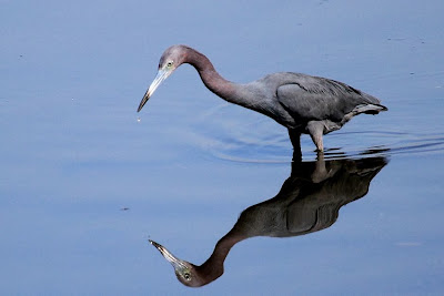 Garza azul: Egretta caerulea