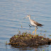 Greater Yellowlegs, #49/50