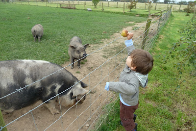 feeding pigs at Croft Farm cottages