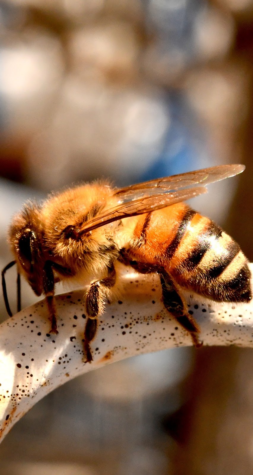 A bee up close.